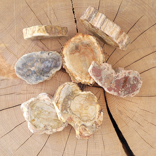 Bois fossilisé "pétrifié" - mini tranche Créa'Clo